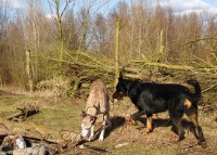 /album/fotogalerij/sam-en-djin-jpg/